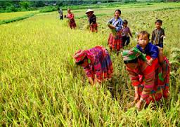 អនុវត្តគោលនយោបាយច្បាប់ស្ដីពីការកាត់បន្ថយភាពក្រីក្រសំរាប់ជនរួមជាតិជាជនជាតិភាគតិច